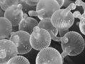 Blasenanemone