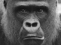 Westlicher Flachlandgorilla