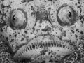 Sterngucker