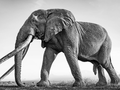 Elefant Craig, Motiv 1