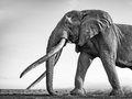 Elefant Craig, Motiv 2