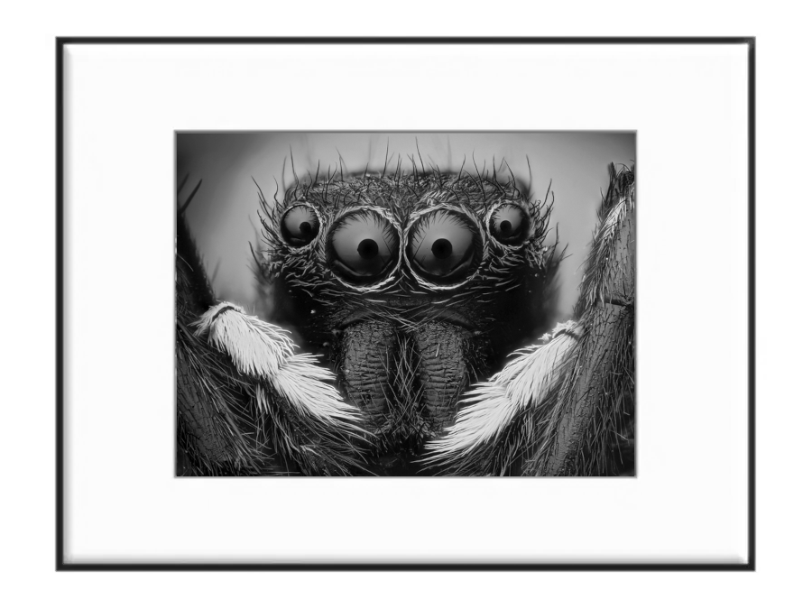 Schwarz. Weiß. Tier! auf einem APHEUM Frame